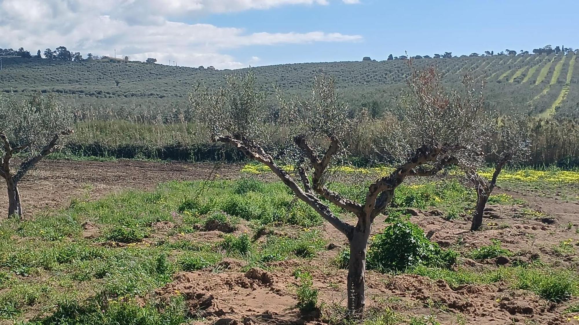 Fin Fiori Villa Menfi Dış mekan fotoğraf
